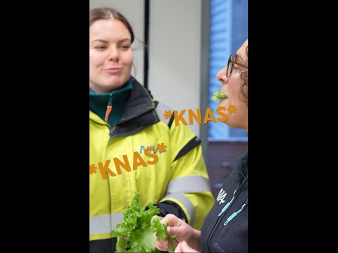 Hvordan smaker egentlig crispisalat laget med fiskebæsj? 🐟💩